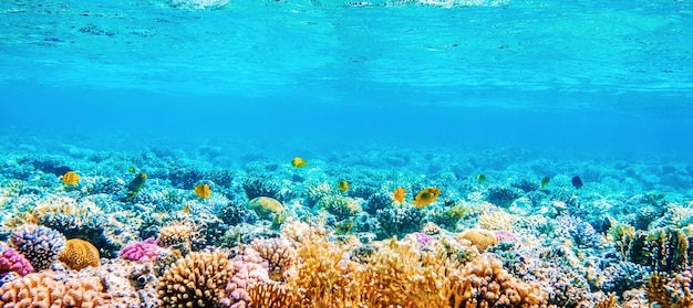 Paysage marin avec poissons tropicaux et récifs coralliens