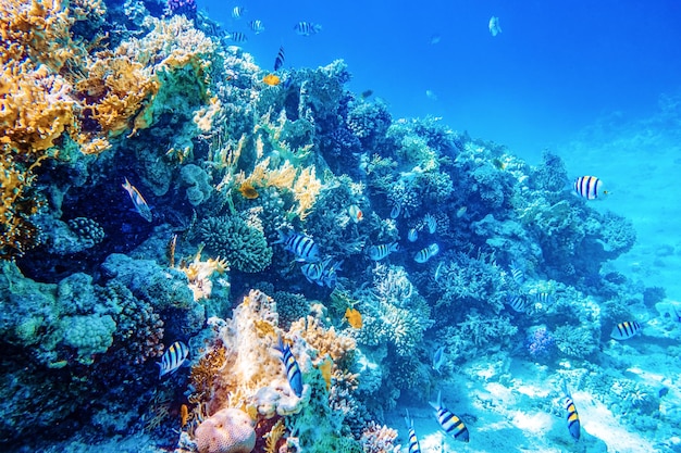 Paysage marin avec poissons tropicaux et récifs coralliens