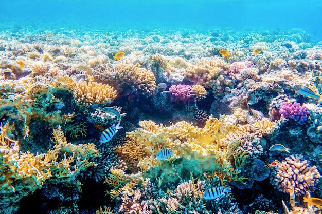 Paysage Marin Avec Poissons Tropicaux Et Récifs Coralliens