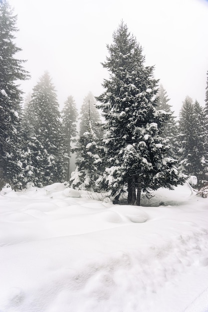 Paysage le matin d'hiver froid Pins dans les congères Pelouse et forêts Fond enneigé Paysage naturel Lieu lieu Giresun Highlands Mer Noire Turquie