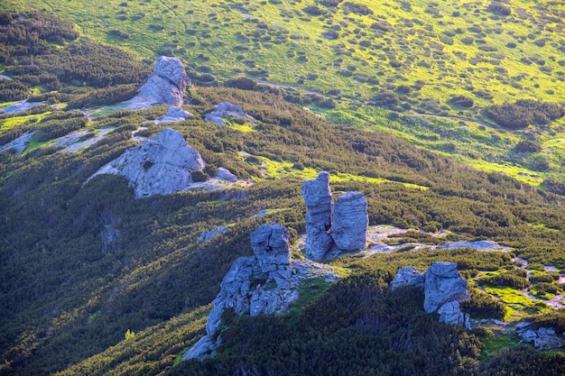 Paysage de matin de montagne d'été