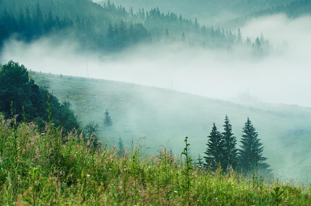 Paysage matinal brumeux