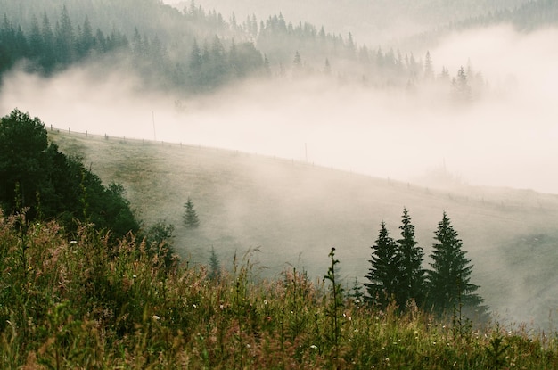 Paysage matinal brumeux