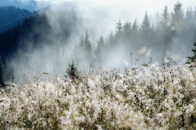 Paysage matinal brumeux