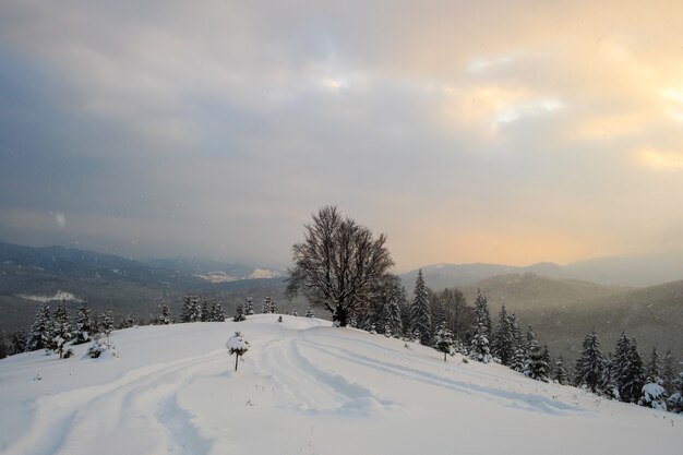 Paysage maussade avec des sentiers pédestres et des arbres sombres et nus recouverts de neige fraîche tombée dans la forêt de montagne d'hiver par une froide soirée sombre.