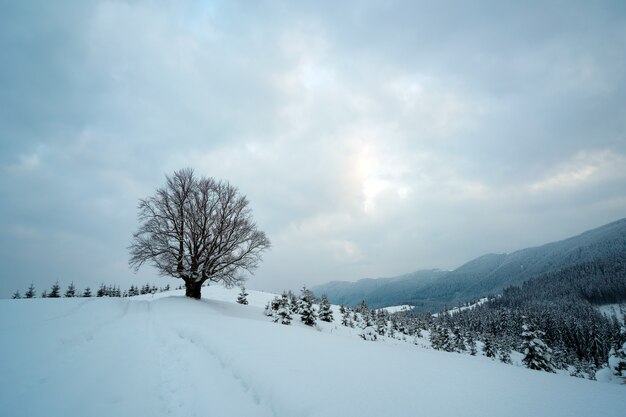 Paysage maussade avec des sentiers pédestres et des arbres sombres recouverts de neige fraîche tombée dans la forêt de montagne d'hiver par une froide journée sombre.