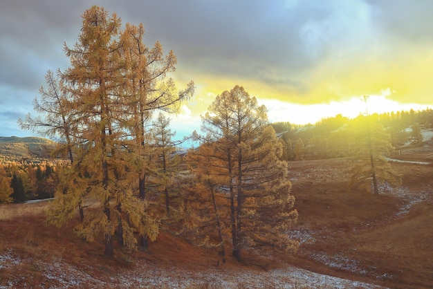 paysage mélèze jaune belle forêt d'automne, écologie changement climatique
