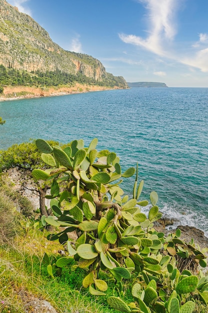 Paysage avec mer et arbres