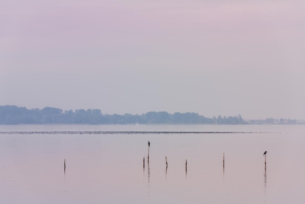 Paysage de la mer du Nord : eau calme et oiseaux sur des poteaux en bois. Image tonique