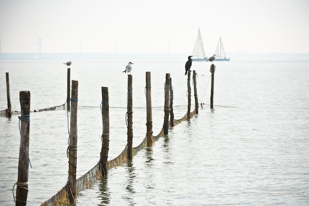 Paysage de la Mer du Nord : eau calme et oiseaux sur poteaux en bois