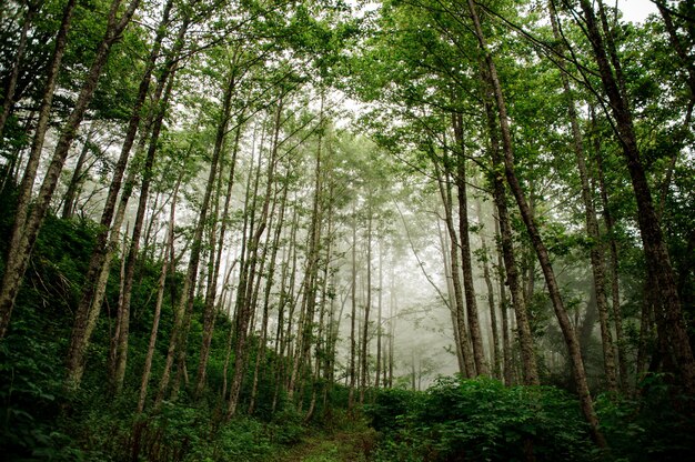 Paysage de la mince forêt verte de grands troncs avec le brouillard au loin