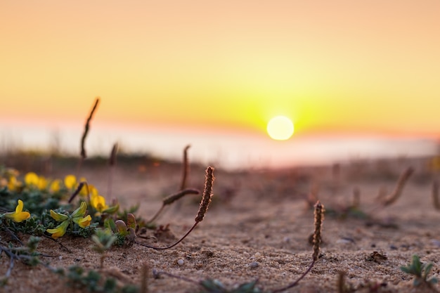 Photo paysage minimaliste du coucher de soleil macro.