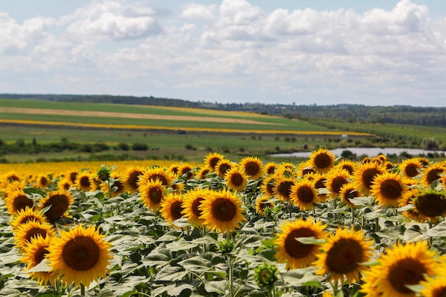 Photo paysage moldave avec lac de champ de tournesols et collines