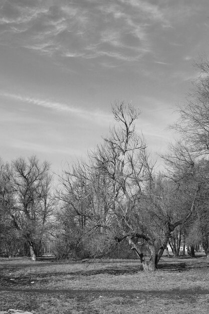 Paysage monochrome printemps parc arbres nus