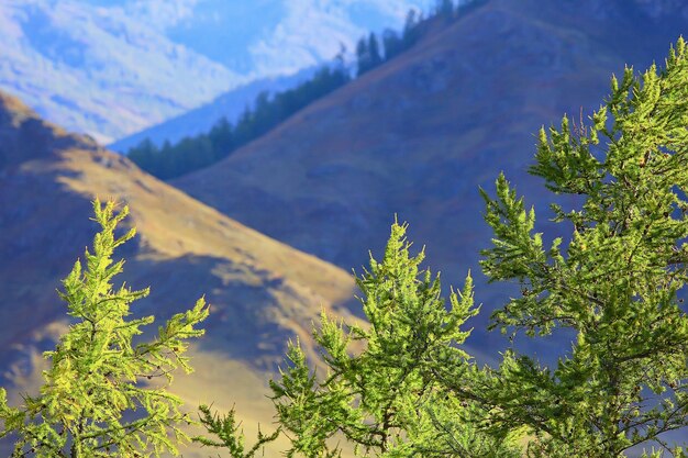 Paysage de montagne de l'Altaï, fond de paysage d'automne de panorama, vue de nature d'automne