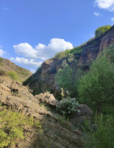 Un paysage de montagne avec un arbre et un ciel bleu