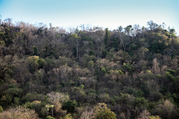 Paysage de montagne avec arbre et ciel clair