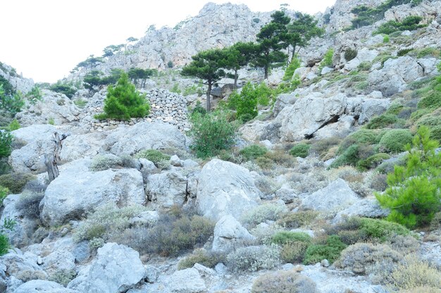 Paysage de montagne avec arbres et buissons