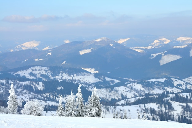 Paysage de montagne avec des arbres enneigés