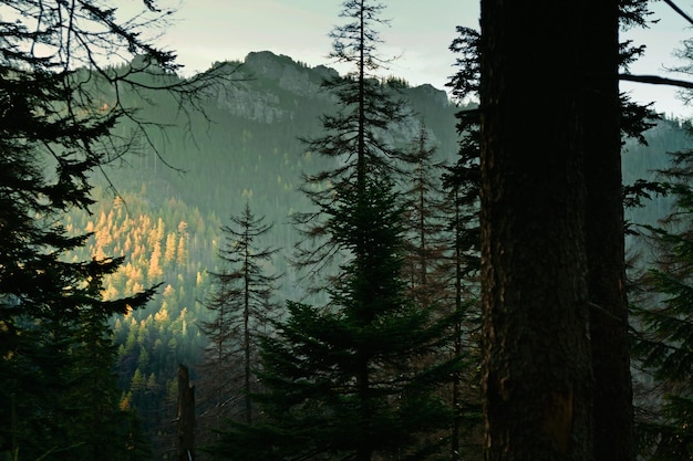 Paysage de montagne avec des arbres