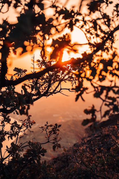 Paysage de montagne au coucher du soleil photographié à travers les branches des arbres