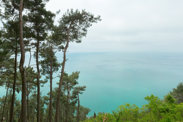 Paysage de montagne bel été