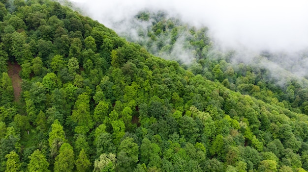 Paysage de montagne brumeuse avec forêt verte