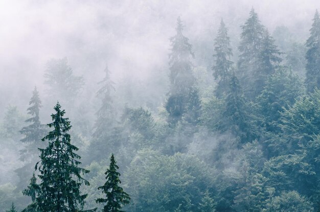 Paysage de montagne brumeux brumeux avec forêt de sapins dans un style rétro vintage hipster