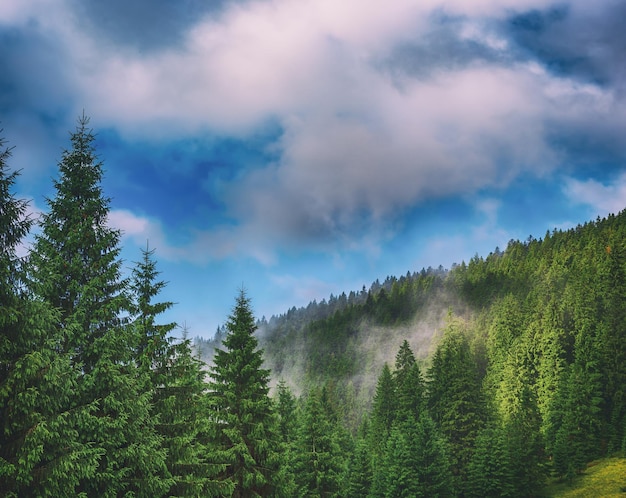 Paysage de montagne brumeux brumeux avec forêt de sapins et espace de copie dans un style hipster rétro vintage