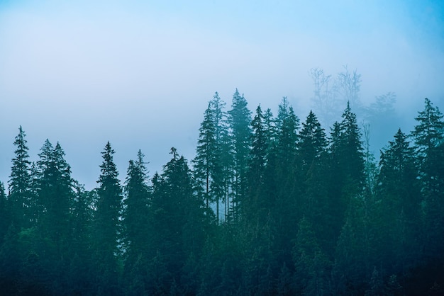 Paysage de montagne brumeux brumeux avec forêt de sapins et fond dans un style hipster rétro vintage