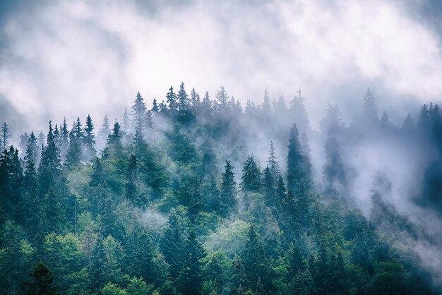 Paysage de montagne brumeux brumeux avec forêt de sapins et fond dans un style hipster rétro vintage