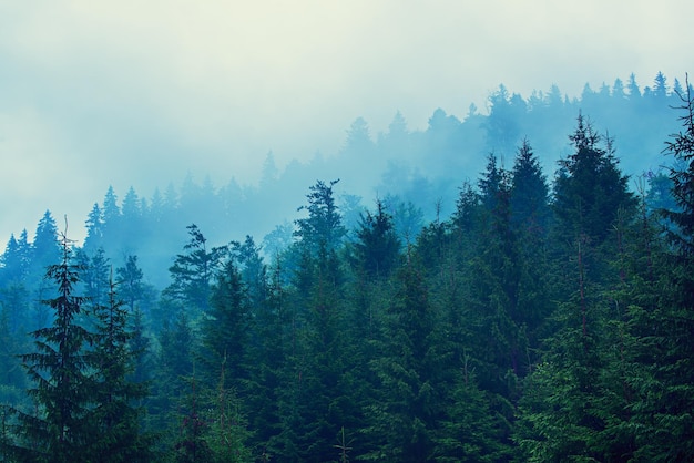 Paysage de montagne brumeux brumeux avec forêt de sapins et fond dans un style hipster rétro vintage