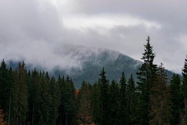 Paysage de montagne brumeux brumeux avec forêt de sapins