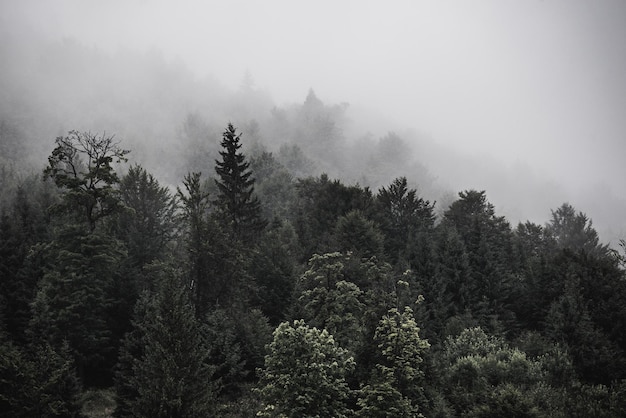 Paysage de montagne brumeux