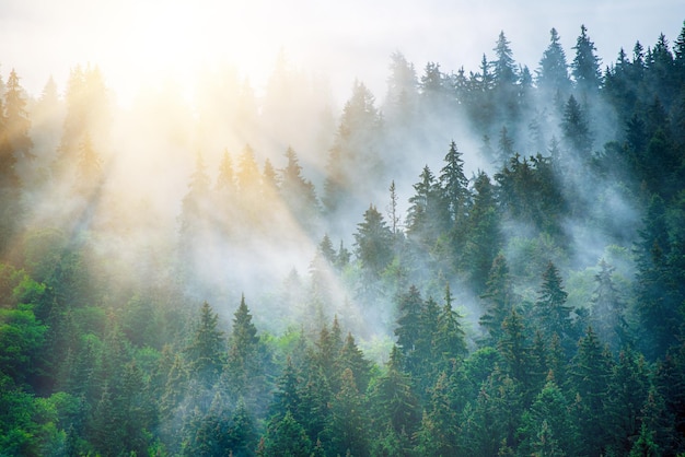 Paysage de montagne brumeux