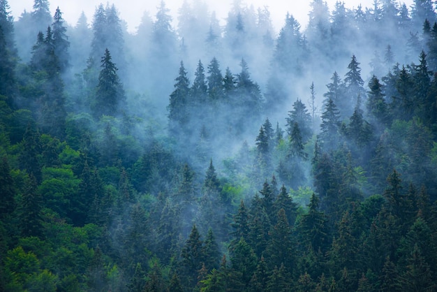 Paysage de montagne brumeux