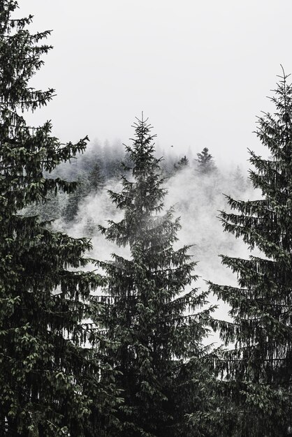 Paysage de montagne brumeux