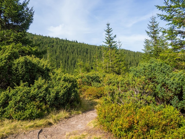 Paysage de montagne avec des buissons de forêts de conifères et un beau ciel vallée des Carpates près de Hoverla en journée ensoleillée d'automne