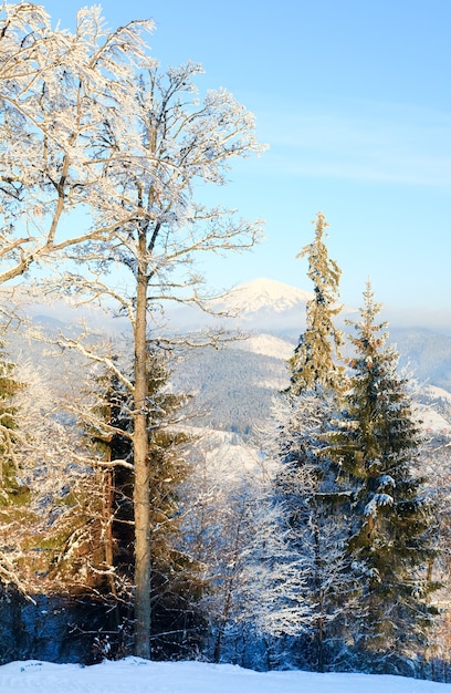 Paysage de montagne calme d'hiver avec des arbres couverts de givre et de neige devant