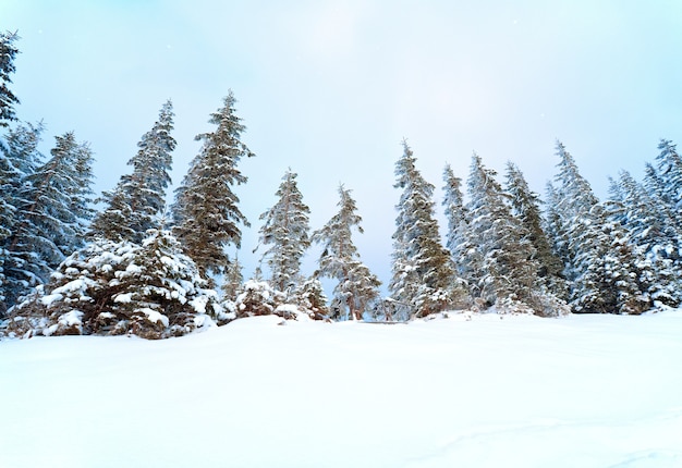 Paysage de montagne calme d'hiver avec des chutes de neige et de beaux sapins sur la pente. Photo objectif grand angle