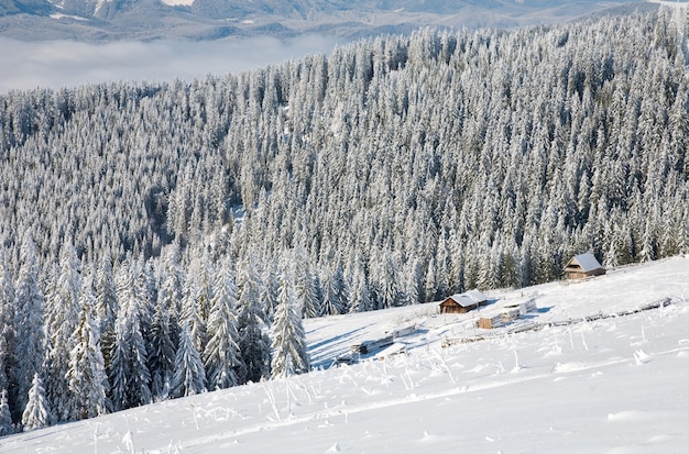 Paysage de montagne calme d'hiver avec des épinettes couvertes de givre et de neige avec un groupe de hangars près de la forêt