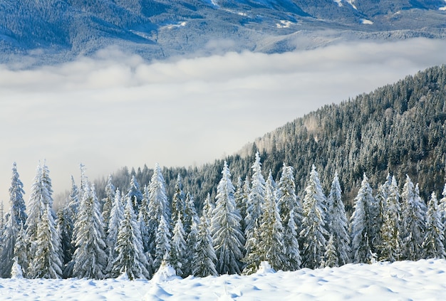 Photo paysage de montagne calme d'hiver avec des épinettes couvertes de givre et de neige