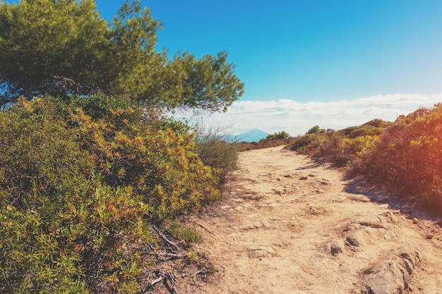 Paysage de montagne avec chemin de terre rocheux et pins