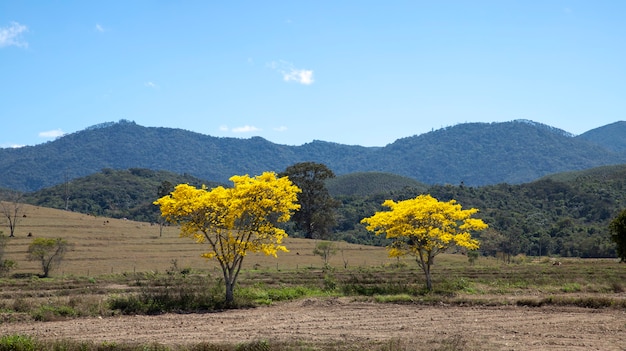 Paysage avec montagne et deux arbres d'ipe jaune