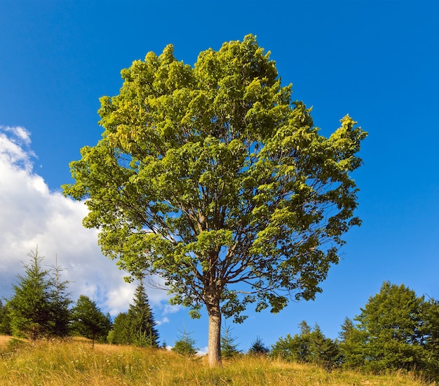 Paysage de montagne d'été avec arbre solitaire sur ciel