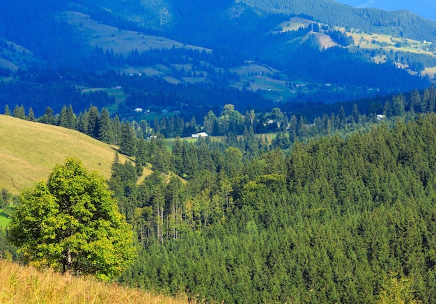 Paysage de montagne d'été avec forêt de sapins sur pente (Carpates, Ukraine, district de Verkhovyna, région d'Ivano-Frankivsk).