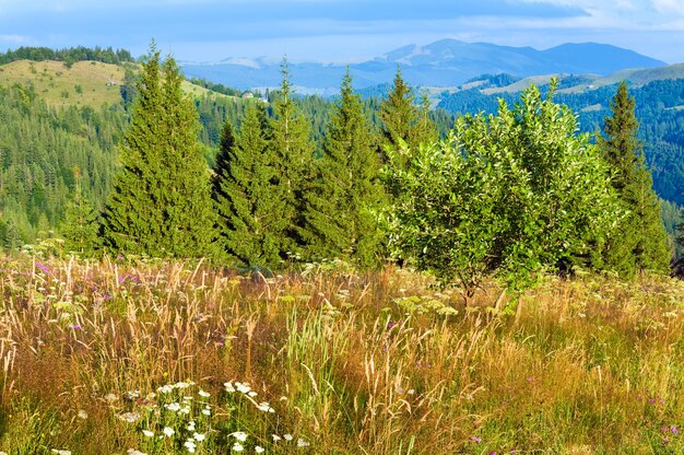 Paysage de montagne d'été avec prairie fleurie devant