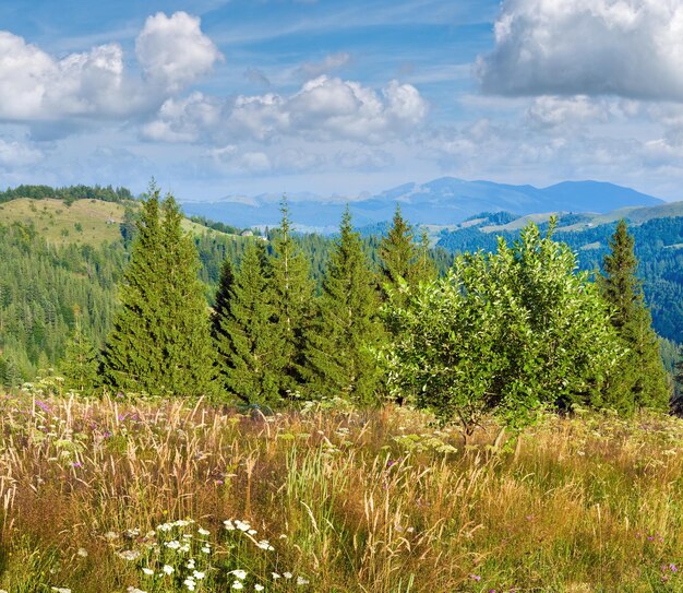 Paysage de montagne d'été avec prairies fleuries en face