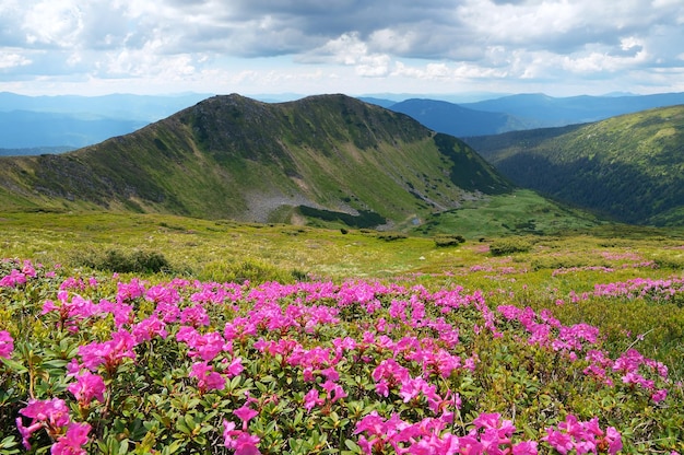 Paysage de montagne avec des fleurs de prairie une journée ensoleillée. Buissons en fleurs rhododendron rose. Montagnes des Carpates, Ukraine