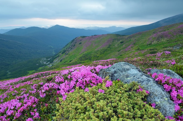 Paysage de montagne avec des fleurs